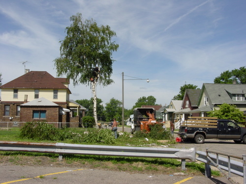 ./Gallery/2011 Bennet Lot Tree Removal/DSC06449.JPG